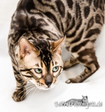 Bengal snow charcoal rosetted